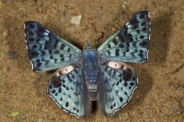 HOLY KALEIDOSCOPE! WCS Scientists Tally Boatloads of Butterflies 